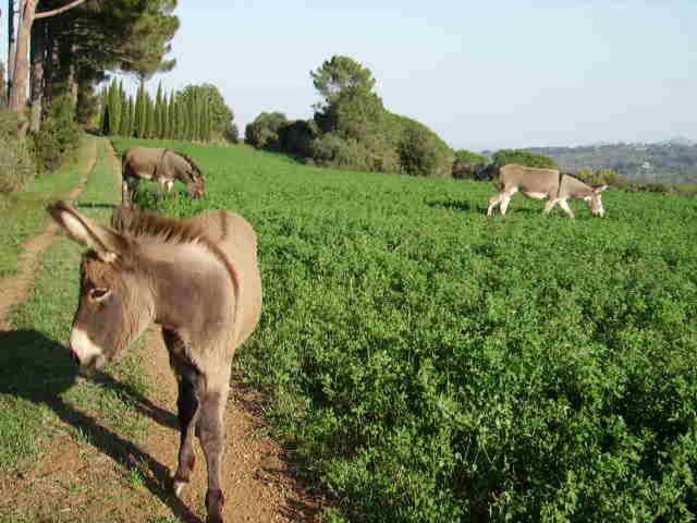 Agriturismo Le Serre Riparbella Extérieur photo